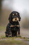 sitting English Cocker Spaniel puppy