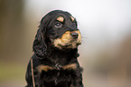English Cocker Spaniel puppy portrait
