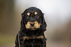 English Cocker Spaniel puppy portrait