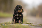 sitting English Cocker Spaniel puppy