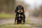 sitting English Cocker Spaniel puppy