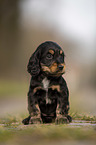 sitting English Cocker Spaniel puppy