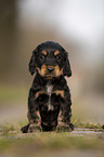 sitting English Cocker Spaniel puppy