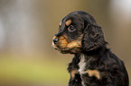 English Cocker Spaniel puppy portrait
