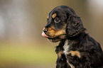 English Cocker Spaniel puppy portrait