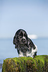 sitting English Cocker Spaniel Puppy