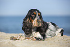 English Cocker Spaniel at the beach