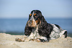 English Cocker Spaniel at the beach