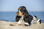 English Cocker Spaniel at the beach