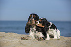 sitting English Cocker Spaniel Puppy