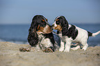 English Cocker Spaniel at the beach