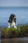sitting English Cocker Spaniel Puppy