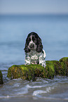 sitting English Cocker Spaniel Puppy