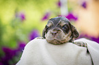 lying English Cocker Spaniel puppy