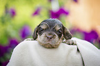 lying English Cocker Spaniel puppy