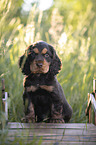 sitting English Cocker Spaniel puppy