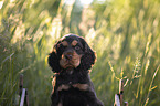 six weeks old English Cocker Spaniel puppy