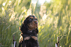 six weeks old English Cocker Spaniel puppy