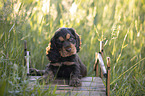 six weeks old English Cocker Spaniel puppy