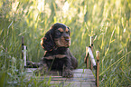 six weeks old English Cocker Spaniel puppy