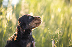 six weeks old English Cocker Spaniel puppy