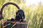 English Cocker Spaniel puppy in a basket