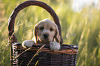 English Cocker Spaniel puppy in a basket