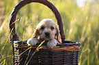 English Cocker Spaniel puppy in a basket