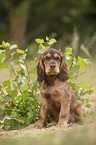 sitting English Cocker Spaniel puppy