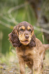 standing English Cocker Spaniel puppy