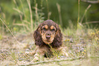lying English Cocker Spaniel puppy