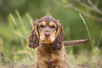 English Cocker Spaniel puppy portrait