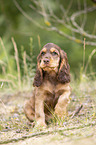 sitting English Cocker Spaniel puppy