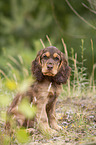 sitting English Cocker Spaniel puppy