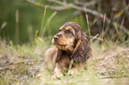 lying English Cocker Spaniel puppy