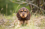 lying English Cocker Spaniel puppy