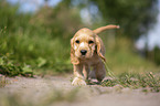 running English Cocker Spaniel puppy