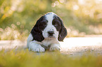 six weeks old English Cocker Spaniel puppy