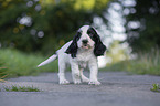 walking English Cocker Spaniel puppy