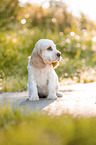 sitting English Cocker Spaniel puppy