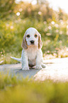 sitting English Cocker Spaniel puppy