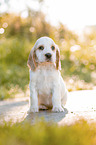 sitting English Cocker Spaniel puppy