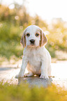 sitting English Cocker Spaniel puppy