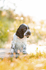 sitting English Cocker Spaniel puppy