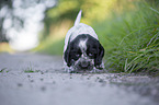 six weeks old English Cocker Spaniel puppy