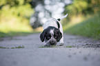 six weeks old English Cocker Spaniel puppy