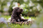 English Cocker Spaniel puppy in a basket