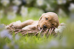 English Cocker Spaniel puppy in a basket