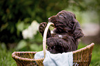 English Cocker Spaniel puppy in a basket