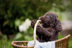English Cocker Spaniel puppy in a basket
